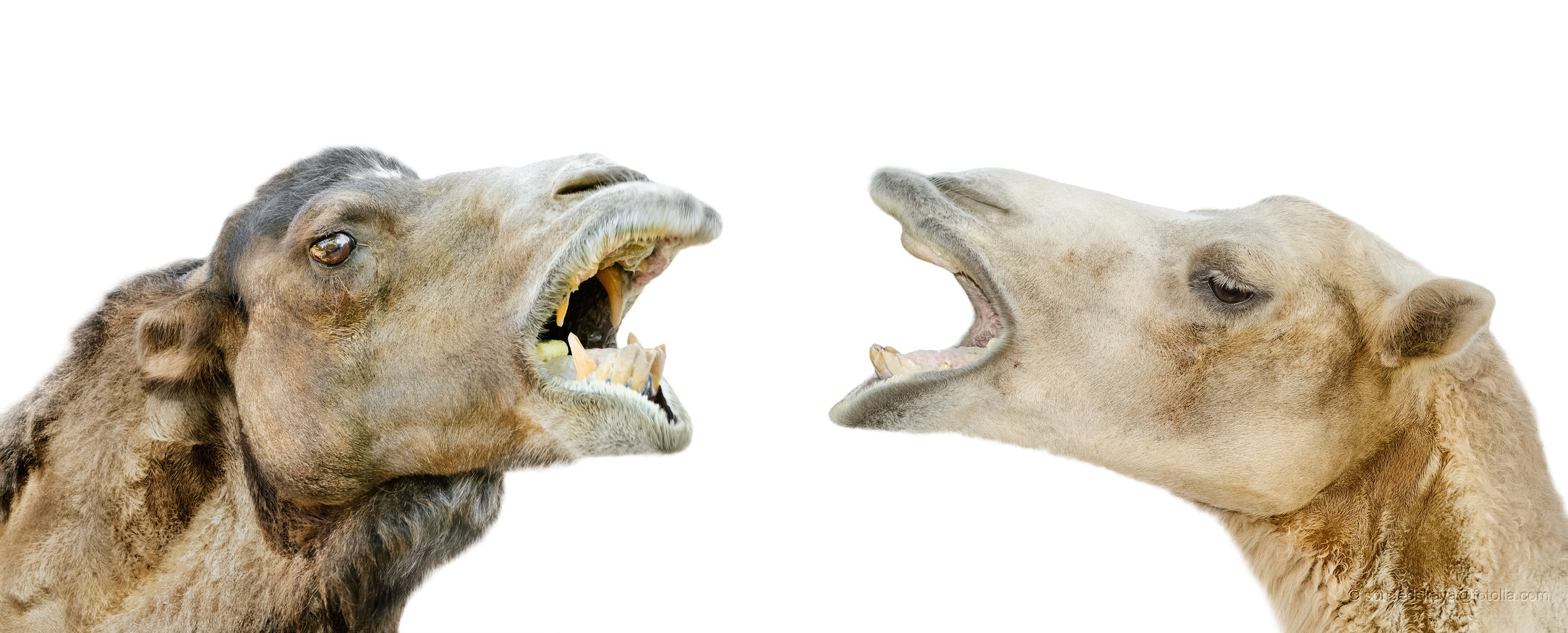 So kann man sich mit Worten erfolgreich wehren